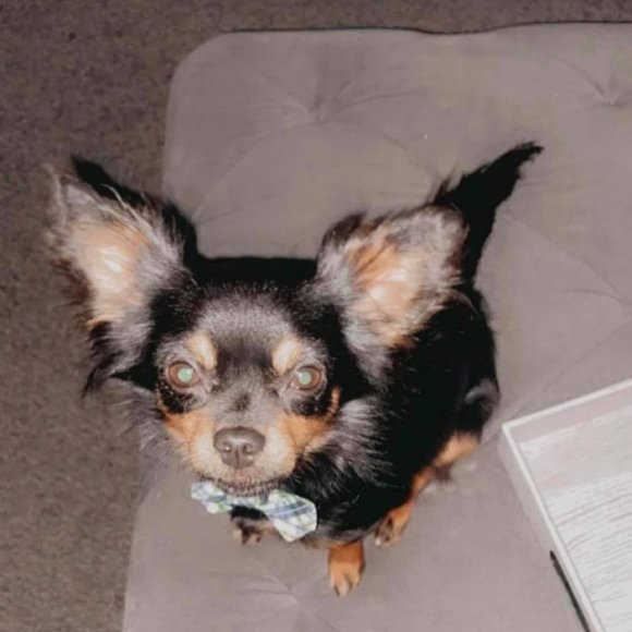 I Got A New Dog .. this is Petey - Picture 2 of 8